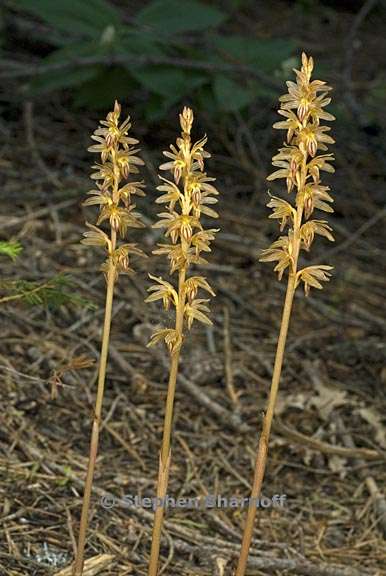 corallorhiza striata 3 graphic